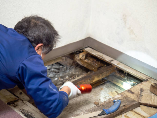 Mold Removal and Inspection in Forestville, OH