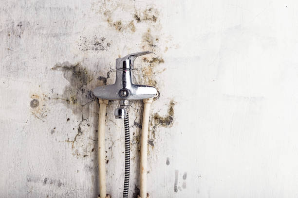 Best Mold Damage Repair  in Forestville, OH