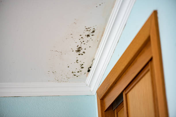 Best Mold Remediation  in Forestville, OH