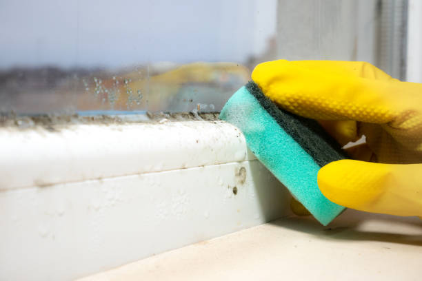 Best Certified Mold Removal  in Forestville, OH