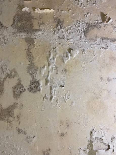 Best Mold Removal Near Me  in Forestville, OH
