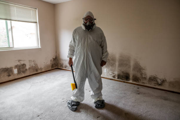 Home Mold Removal in Forestville, OH