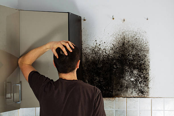 Best Mold Cleaning Services  in Forestville, OH