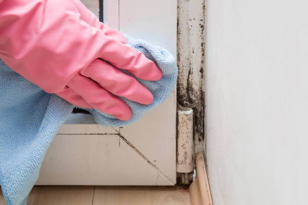 Best Mold Removal Company Near Me  in Forestville, OH