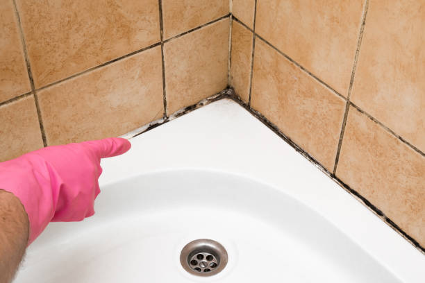 Best Residential Mold Removal  in Forestville, OH